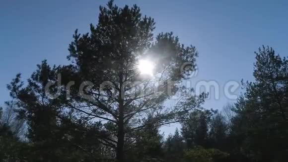 关闭Drone飞往松树的航班阳光透过树枝照射视频的预览图