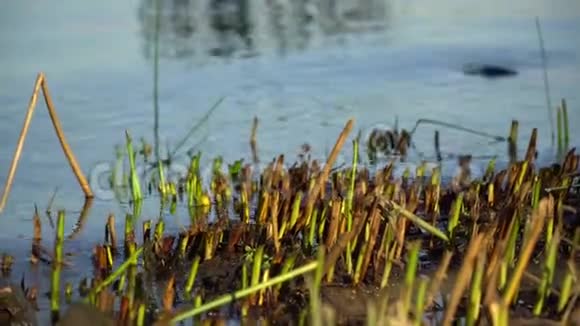 在河上剪芦苇秋天最后温暖的日子秋天的色彩视频的预览图