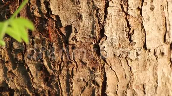 早晨红蚂蚁在树皮上排成一排走着视频的预览图
