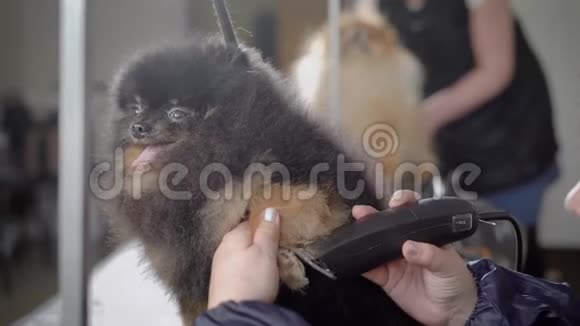 一只滑稽的狗很快在理发师旁边的桌子上呼吸美容师在他的指甲附近剪了头发视频的预览图