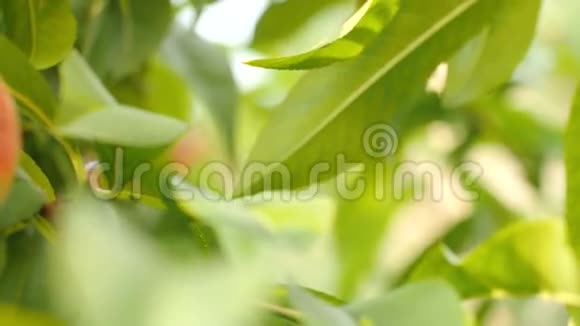 成熟的桃子在树上视频的预览图