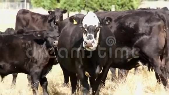 农场里的牛视频的预览图