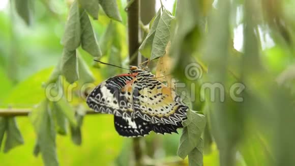 蝴蝶从茧和瓣翼的蜕变准备在花园的枝头飞翔视频的预览图