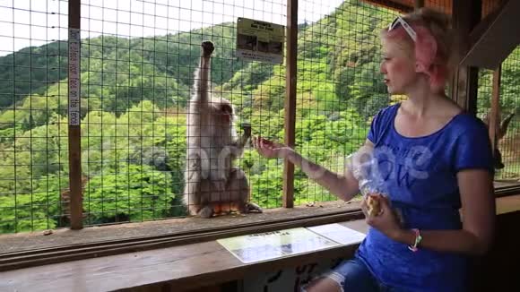 女人喂猴子视频的预览图