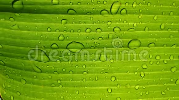 雨后香蕉绿叶上的水滴视频的预览图