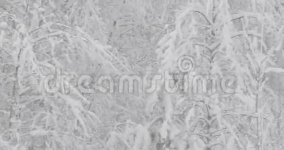 雪天美丽的冬季雪松林视频的预览图