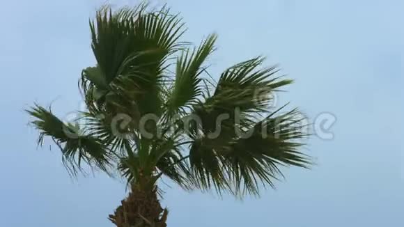 奇异的棕榈树在风中摇曳度假胜地的暴风雨天气热带飓风视频的预览图