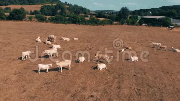夏天在黄田上放牧的牛群中飞过蓝天和黄草上的云空中小牛肉视频的预览图