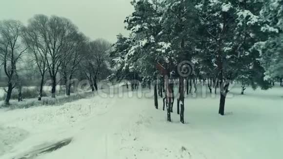 冬天的森林小径视频的预览图