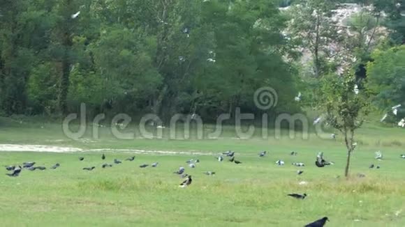 夏天一群鸽子在邋遢地占据了一大片绿色草坪视频的预览图