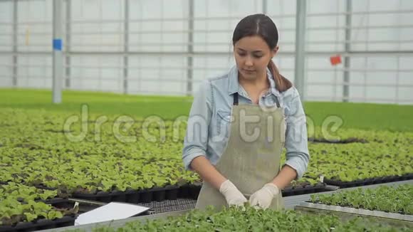 在莴苣种植场园丁拿起一杯幼苗一位美丽的年轻女子视频的预览图