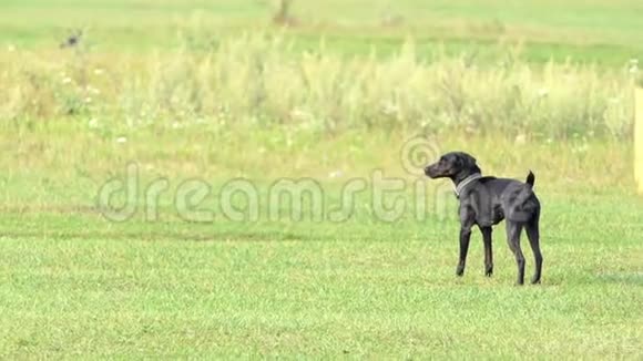 一个有狗领的黑在草坪上站立视频的预览图
