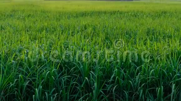 日落时甘蔗的高景视频的预览图