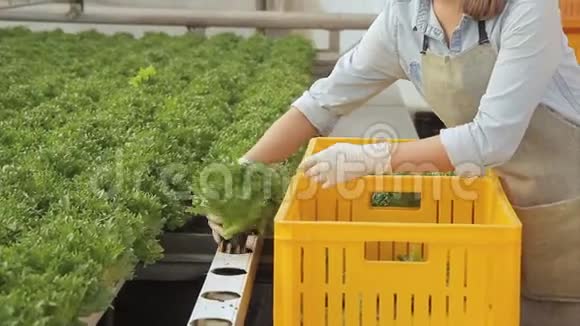 年轻女子收获绿色沙拉站在温室的水培视频的预览图