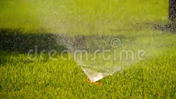 夏日风景植物和草坪自动浇水系统公园里的水喷淋淋浴草视频的预览图