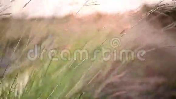 草在风中飘荡视频的预览图