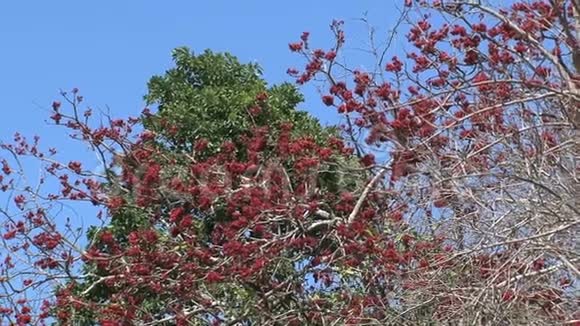 一棵树上盛开的红花视频的预览图