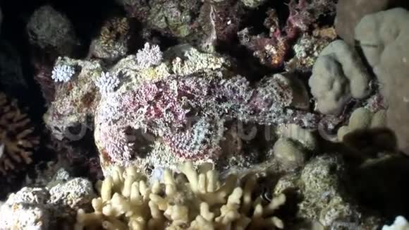珊瑚海底的扁头鱼红海视频的预览图