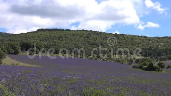 薰衣草的花和山的背景视频的预览图