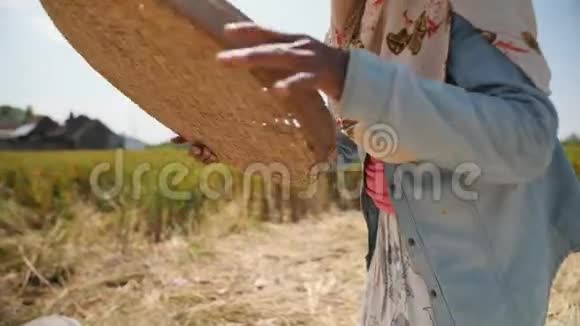水稻收获过程亚洲农场工人妇女在田里播种亚洲传统农业4K慢动作视频的预览图