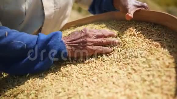 水稻收获过程巴厘岛农场工人妇女在田间播种亚洲传统农业4K视频的预览图