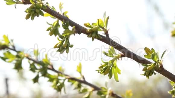 醋栗灌木上的花蕾视频的预览图