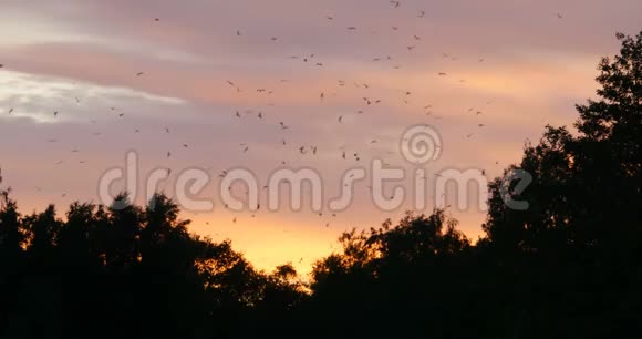 夜空中一群惊慌的鸟视频的预览图