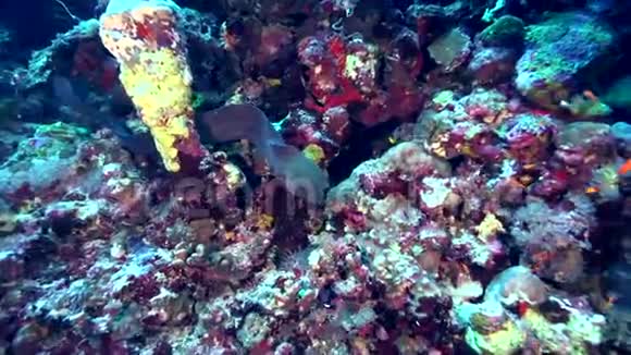 苏丹红海珊瑚中的巨型海胸爪哇视频的预览图