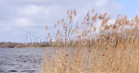 暴风雨移动的湖泊中的近景芦苇视频的预览图