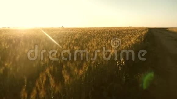 谷物收获在夏天成熟大片成熟的小麦和一条乡村道路小麦的穗子和谷粒摇动着视频的预览图