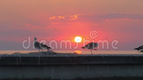 海鸥在海上和日落的背景下视频的预览图