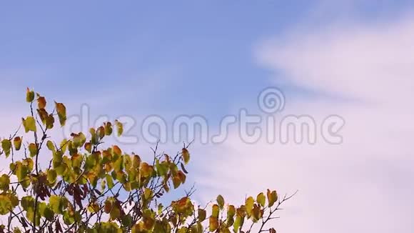 秋天的树叶在风中飘扬视频的预览图