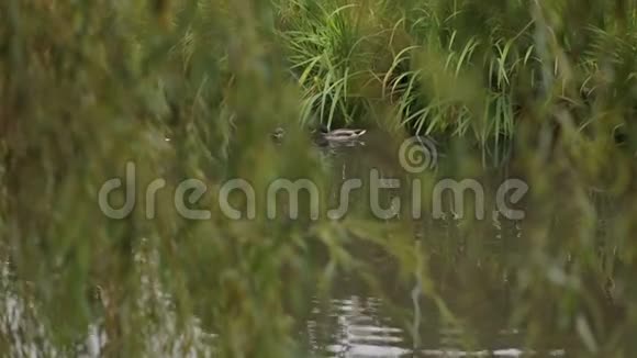 野鸭在湖中的绿色芦苇中游泳视频的预览图