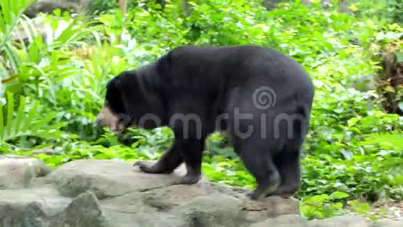 马来亚太阳熊在东南亚热带森林有栖息地视频的预览图