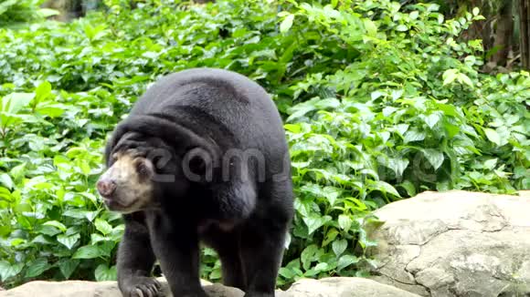 马来亚太阳熊在东南亚热带森林有栖息地视频的预览图