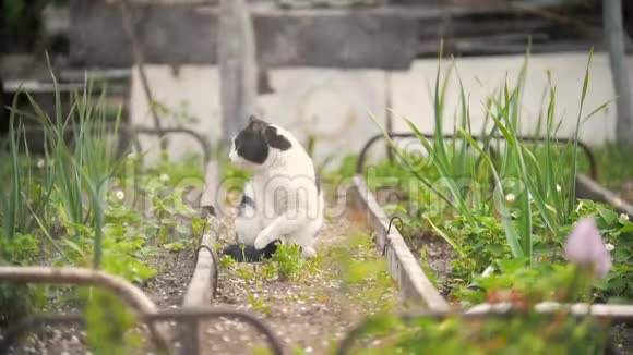 猫舔爪子坐在花园里阳光明媚的一天视频的预览图