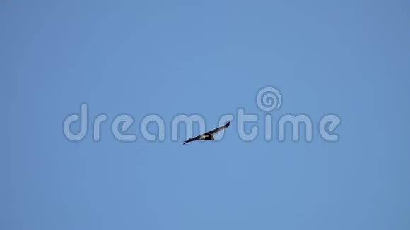大鹰鸟翱翔蓝天视频的预览图