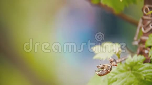 愿虫子爬在一片叶子上在后台女孩给花园浇水视频的预览图