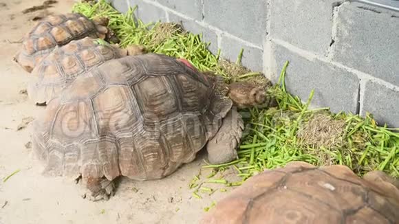 一群美丽的非洲老龟在动物园公园里吃新鲜蔬菜作为人类的宠物朋友海龟吃绿色视频的预览图