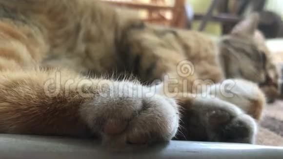 有软爪子的大猫猫睡觉视频的预览图