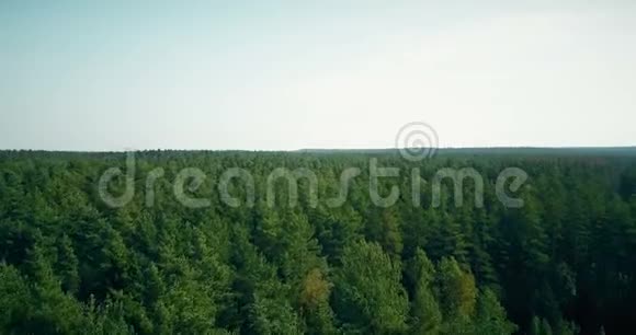 无人机在多风的森林上空盘旋空中4K开口透视夏季浅绿色树木和地平线视频的预览图