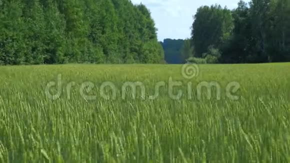 美丽的背景绿色麦田和森林视频的预览图