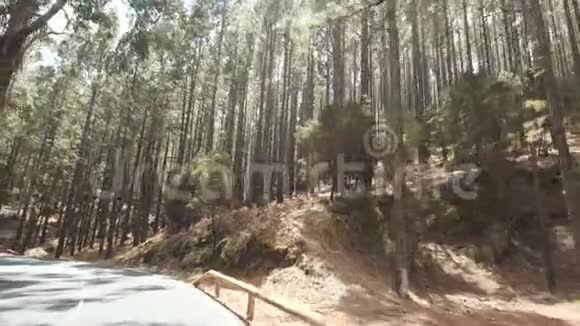 波夫开车穿过山区的松林观点驾驶从车内看松林上夏天视频的预览图