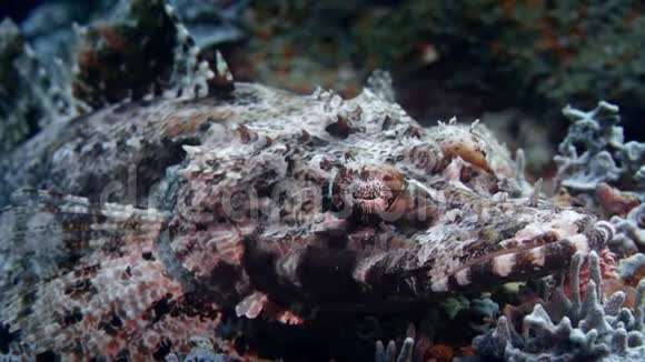 珊瑚底部的鳄鱼在慢慢呼吸视频的预览图