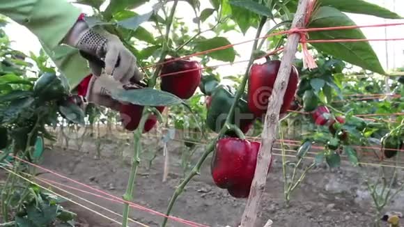 手收获辣椒从植物里视频的预览图
