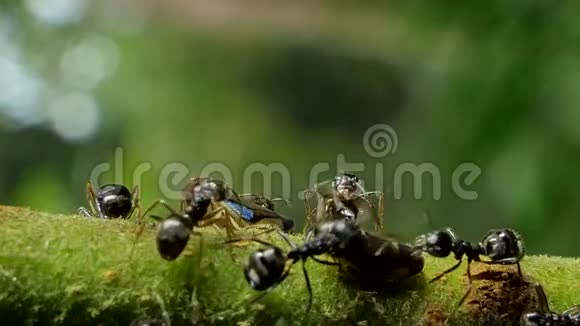黑蚂蚁试图追逐树枝上的蚜虫视频的预览图