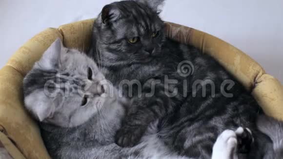 可爱的英国猫拥抱视频的预览图