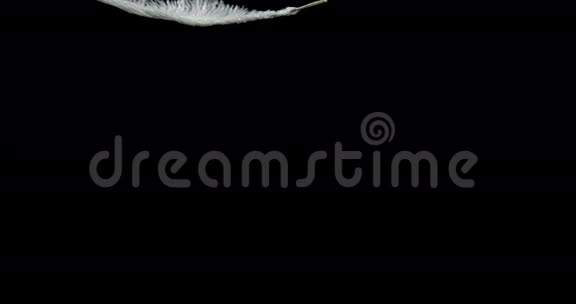 白色羽毛落在黑色背景上视频的预览图