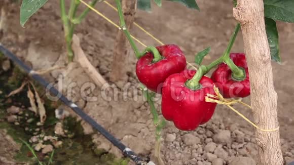 手收获辣椒从植物里视频的预览图