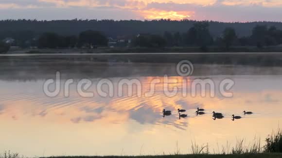 夕阳西下十几只黑鸭子在湖里游泳视频的预览图